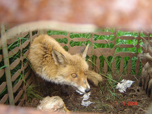 Шумадија, Србија2009