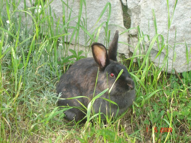 Шумадија, Србија2009