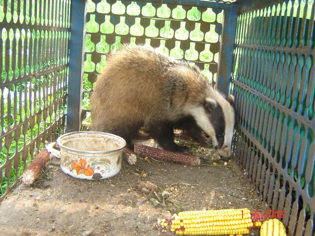Шумадија, Србија2009