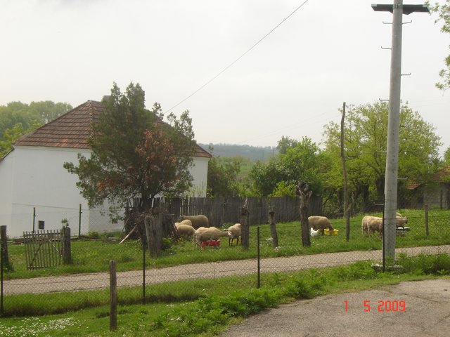 Шумадија, Србија2009